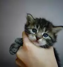 Zdravljenje malih zivali kocevje