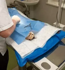 Ambulanta za male živali Trbovlje, Zasavje