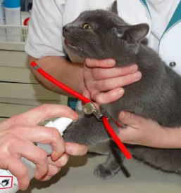 Dober veterinar celje