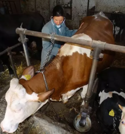 Dober veterinar celje