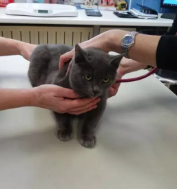 Dober veterinar celje