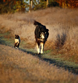 Hrana za pse in mačke