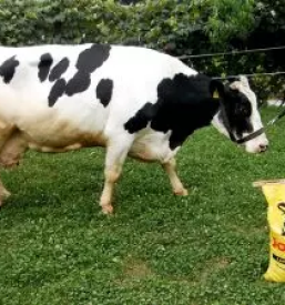 Josera mlecni nadomestki slovenija