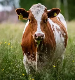 Prodaja in odkup goveda Dolenjska