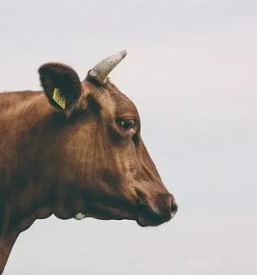 Poceni odkup goveda Dolenjska