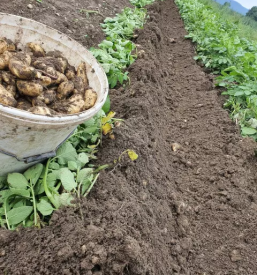 Prodaja sadja in zelenjave 