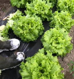 Sadje in zelenjava Domžale