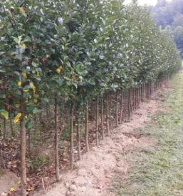 Sadne sadike osrednja slovenija