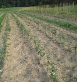 Sadne sadike osrednja slovenija