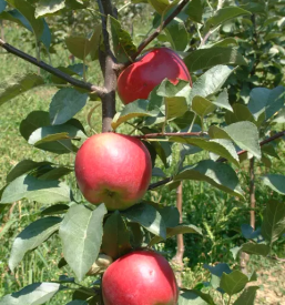 Sadne sadike osrednja slovenija