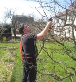 Sadne sadike osrednja slovenija