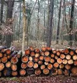 Secnja in spravilo lesa ljubljana okolica