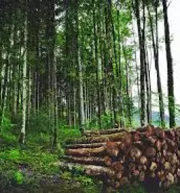 Secnja in spravilo lesa ljubljana okolica