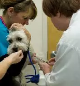 Trgovina za male zivali kocevje