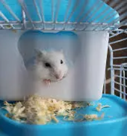 Trgovina za male zivali kocevje