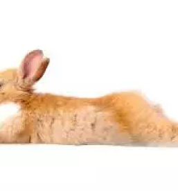 Trgovina za male zivali kocevje