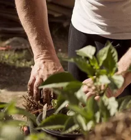 Ugodno urejanje zelenih povrsin primorska