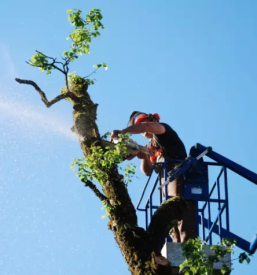 Urejanje dvorisc osrednja slovenija