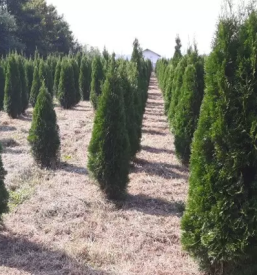 Urejanje okolice osrednja slovenija