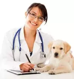 Veterinarska ambulanta Črnomelj