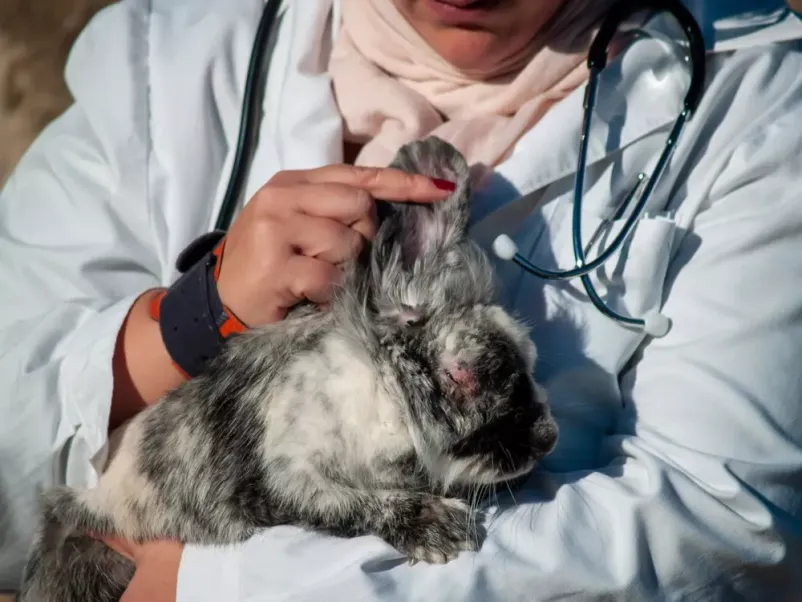 Dober veterinar Črnomelj
