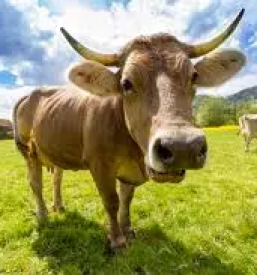 Ugoden veterinar Črnomelj