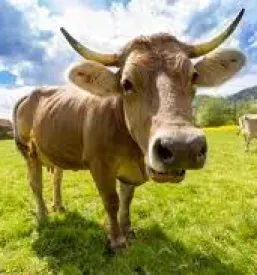 Ugoden veterinar Črnomelj