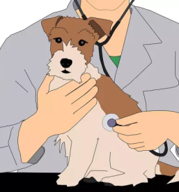 Veterinarska ambulanta kocevje