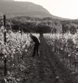 Vrhunska pinot vina v sloveniji