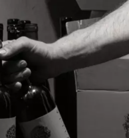 Vrhunska pinot vina v sloveniji