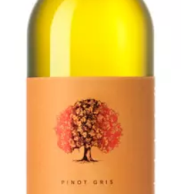 Vrhunska pinot vina v sloveniji