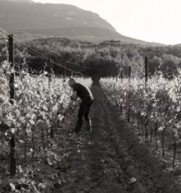 Vrhunska vina goriska