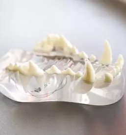 Veterinarska ambulanta Črnomelj