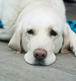 Zdravljenje živali Črnomelj