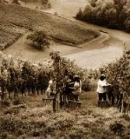 Natural wines in slovenia