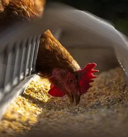 Prodaja perutnine slovenija