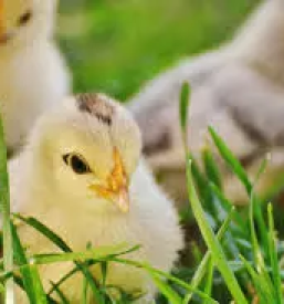 Reja perutnine v sloveniji