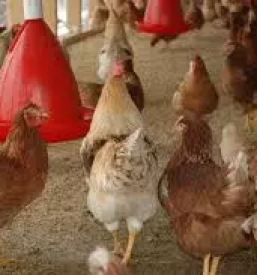 Reja perutnine v sloveniji