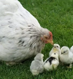 Reja piscancev slovenija