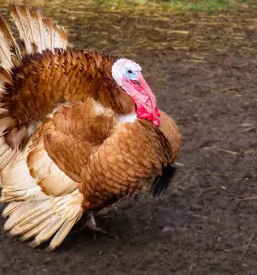 Reja puranov slovenija