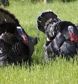 Reja puranov slovenija