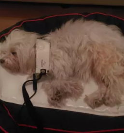 Bioresonanca za male zivali ljubljana