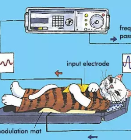 Bioresonanca za male zivali ljubljana