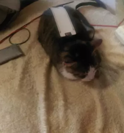 Bioresonanca za male zivali ljubljana