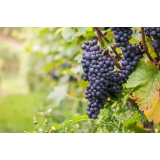 Vinarstvo Gadova peč d.o.o.