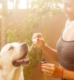 Online sale of cannabis products european union