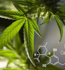 Online sale of cannabis products european union