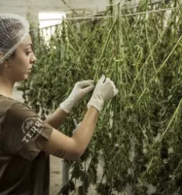 Online sale of cannabis products european union