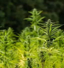 Spletna prodaja izdelkov iz konoplje slovenija