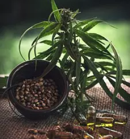 Spletna prodaja izdelkov iz konoplje slovenija